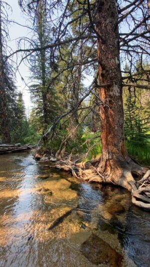 Natalie Taxiera Creek And Trees