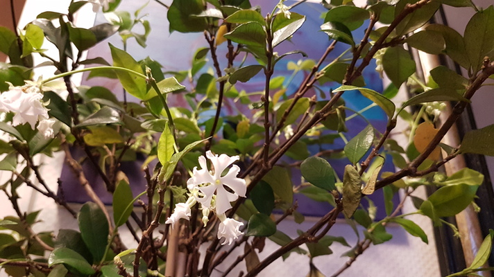 Jasmine Flowers Blooming In Winter