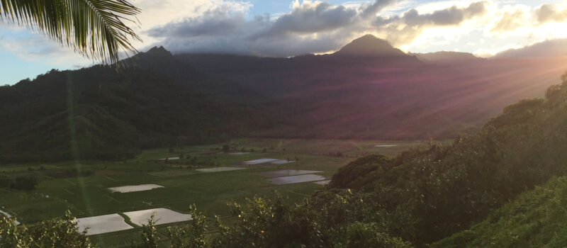 Kauai Hanalei Rainbow Taro Fields