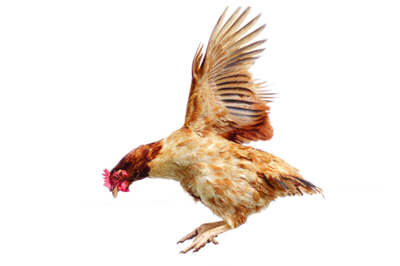 Chicken Flies On A White Background, Cock Spreading On The Air
