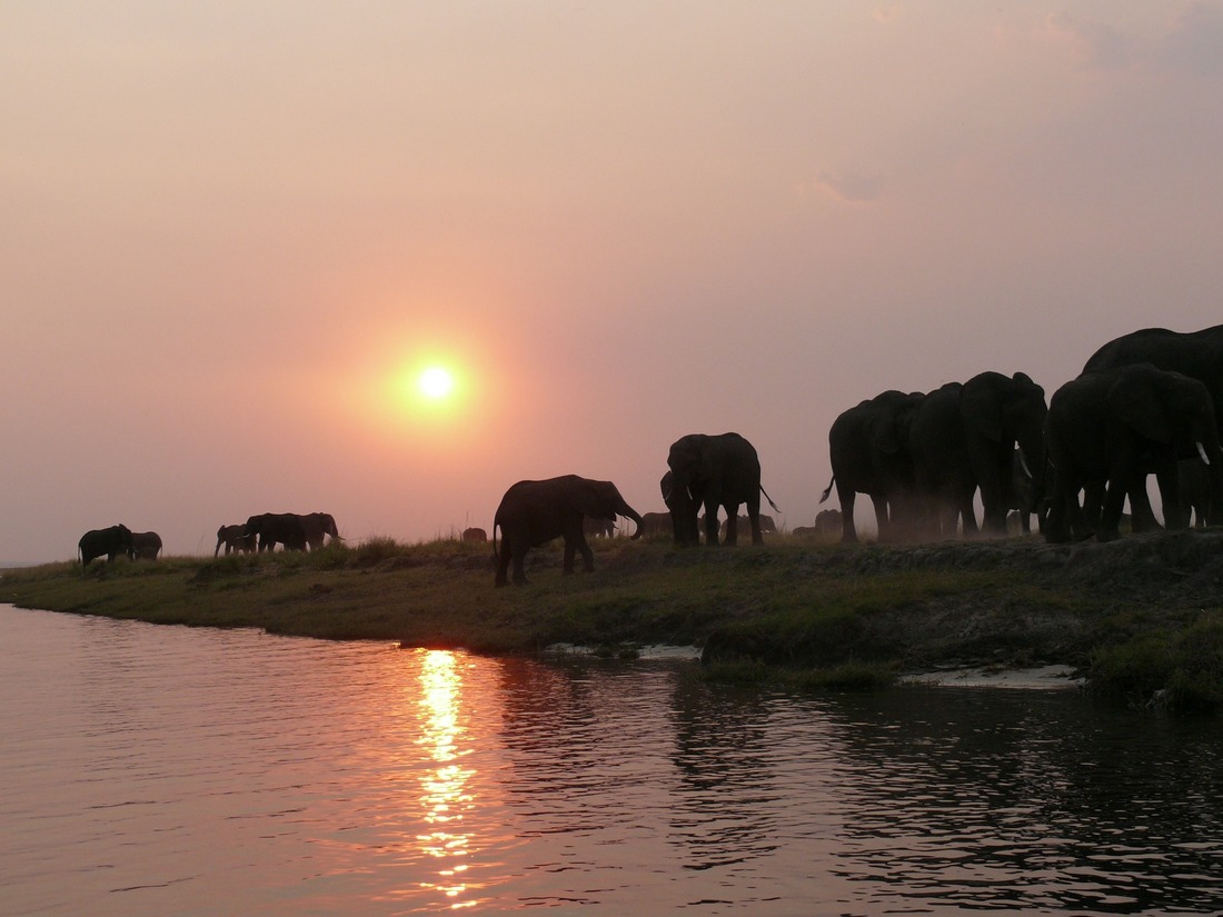 What’s Going On With The Elephants In Botswana