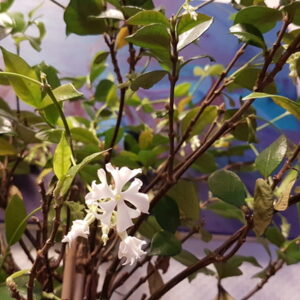 Jasmine Flowers Blooming In Winter