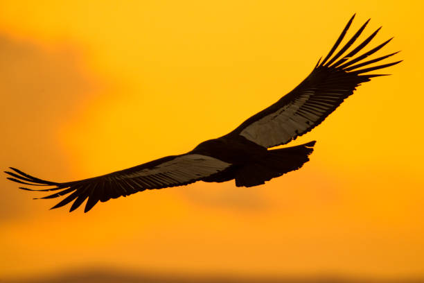 Andean Condor Flying In The Sunset