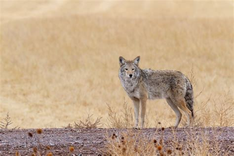 Coyote standing on dry grass looking towards the camera