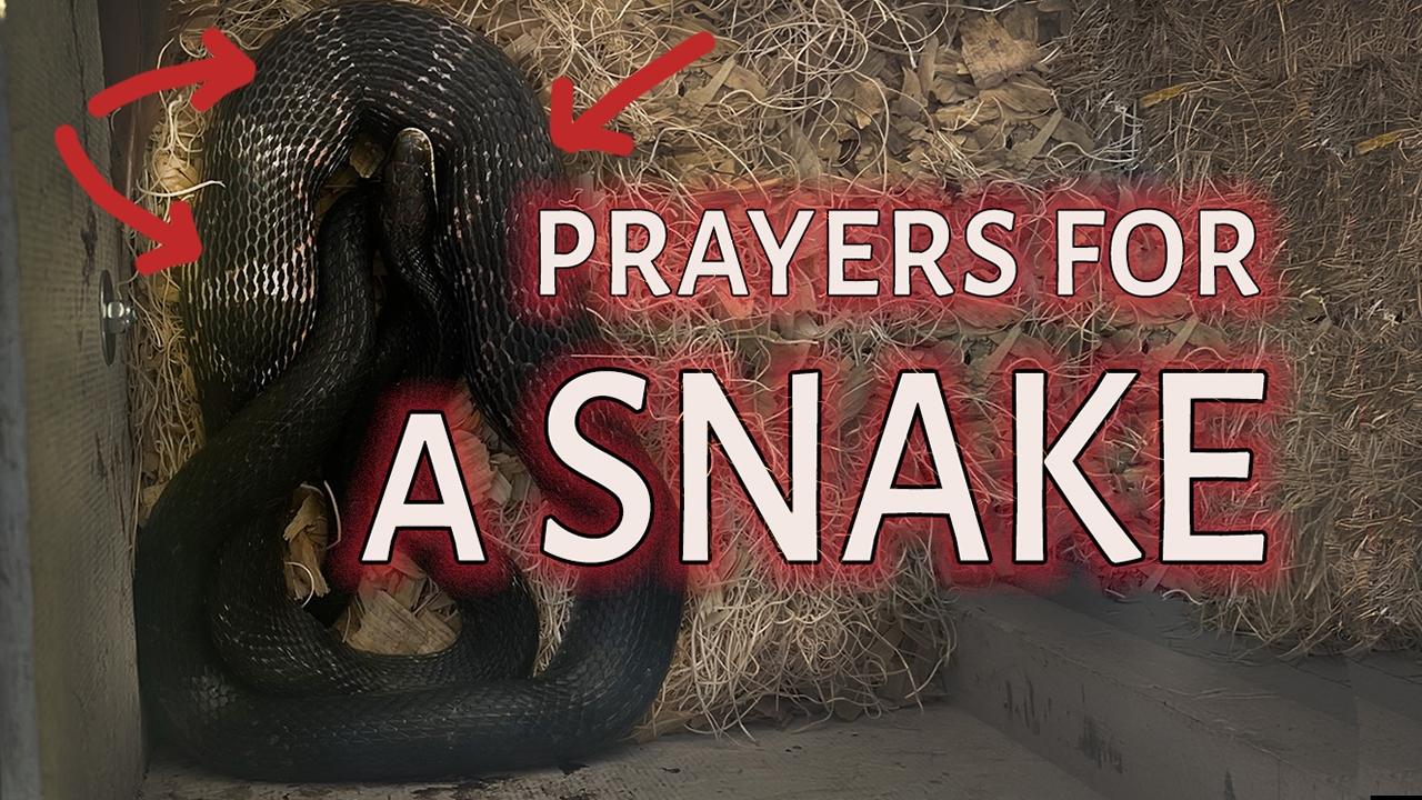 Prayers For A Snake, a black snake in a nestinbox with eggs visible