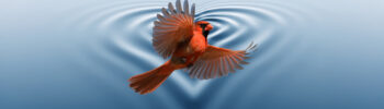 Beyond Quantum Healing Course